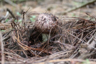 Collect Wild Mushrooms Species In La Malinche