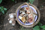 Collect Wild Mushrooms Species In La Malinche