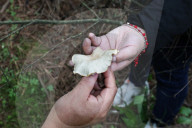 Collect Wild Mushrooms Species In La Malinche