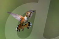 Hummingbirds In Flight