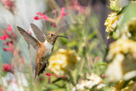 Hummingbirds In Flight
