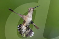 Hummingbirds In Flight