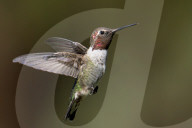 Hummingbirds In Flight