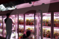 Innovative Strawberry Farming Method In Kuala Lumpur, Malaysia