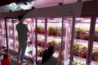 Innovative Strawberry Farming Method In Kuala Lumpur, Malaysia