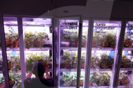 Innovative Strawberry Farming Method In Kuala Lumpur, Malaysia