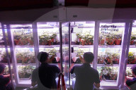 Innovative Strawberry Farming Method In Kuala Lumpur, Malaysia