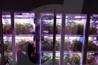 Innovative Strawberry Farming Method In Kuala Lumpur, Malaysia