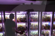 Innovative Strawberry Farming Method In Kuala Lumpur, Malaysia