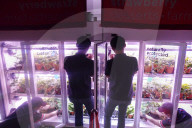 Innovative Strawberry Farming Method In Kuala Lumpur, Malaysia