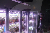 Innovative Strawberry Farming Method In Kuala Lumpur, Malaysia