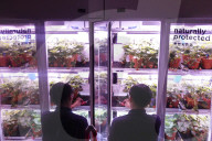 Innovative Strawberry Farming Method In Kuala Lumpur, Malaysia