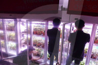 Innovative Strawberry Farming Method In Kuala Lumpur, Malaysia