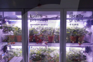 Innovative Strawberry Farming Method In Kuala Lumpur, Malaysia
