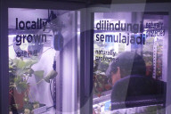 Innovative Strawberry Farming Method In Kuala Lumpur, Malaysia