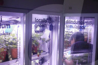 Innovative Strawberry Farming Method In Kuala Lumpur, Malaysia