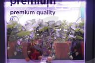 Innovative Strawberry Farming Method In Kuala Lumpur, Malaysia