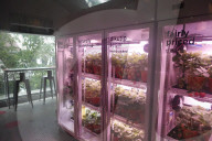 Innovative Strawberry Farming Method In Kuala Lumpur, Malaysia