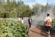  Lotus Pond Cooled By Spray in Yancheng
