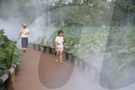  Lotus Pond Cooled By Spray in Yancheng
