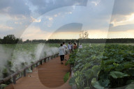  Lotus Pond Cooled By Spray in Yancheng