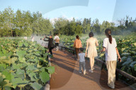  Lotus Pond Cooled By Spray in Yancheng