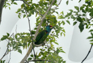 India Animal Bird
