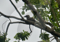 India Animal Bird