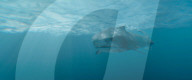 SOMETHING IN THE WATER (2024)