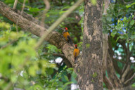 India Animal Bird