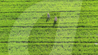 Farming