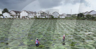 Farming