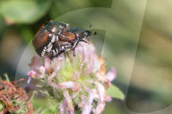 Japanese Beetles
