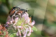 Japanese Beetles