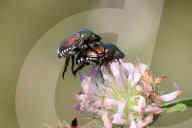 Japanese Beetles