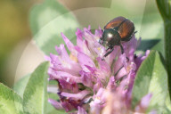 Japanese Beetles