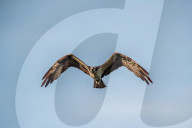 Osprey In Indiana
