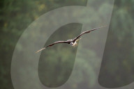Osprey In Indiana