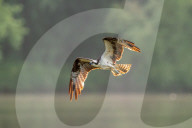Osprey In Indiana