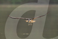 Osprey In Indiana