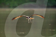 Osprey In Indiana