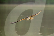 Osprey In Indiana