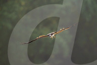 Osprey In Indiana