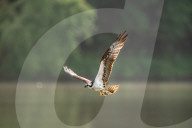 Osprey In Indiana
