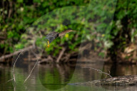 Osprey In Indiana