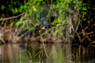 Osprey In Indiana
