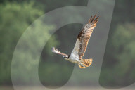 Osprey In Indiana