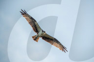 Osprey In Indiana