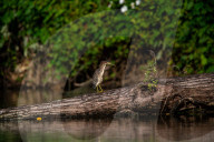 Osprey In Indiana