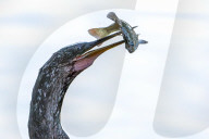 Bird Spears And Eats Fish
